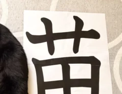けものへんになる黒猫の写真