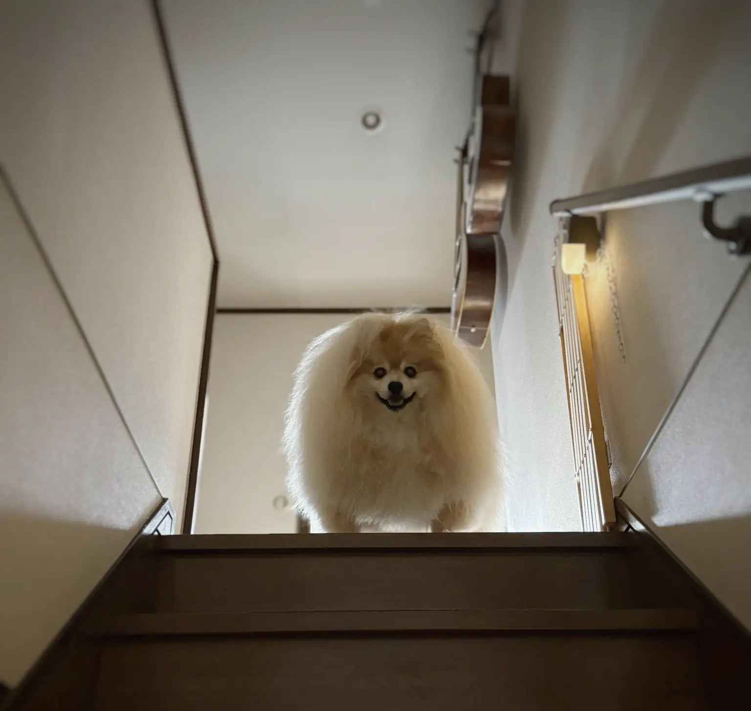 階段のから見下ろすポメラニアンの写真