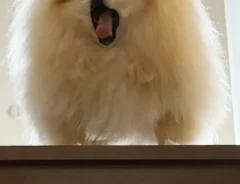 階段のから見下ろすポメラニアンの写真
