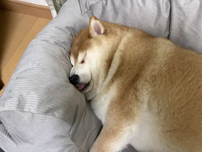 柴犬の写真