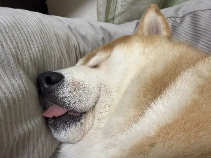 柴犬の写真