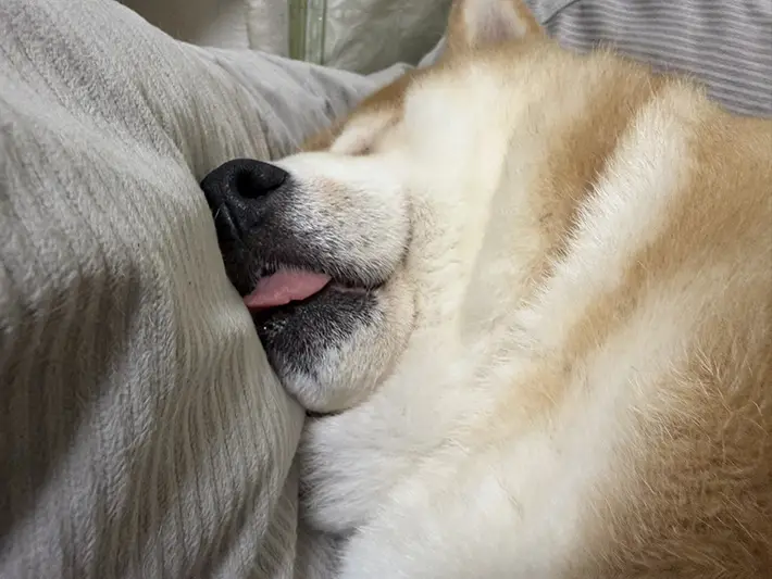 柴犬の写真