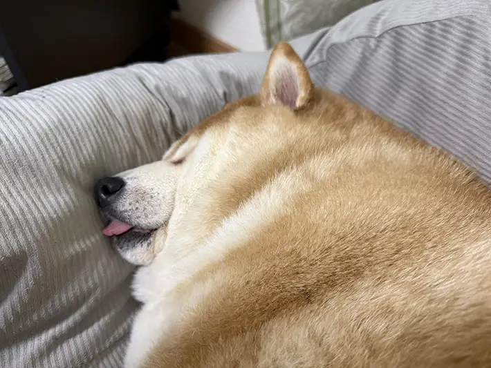 柴犬の写真