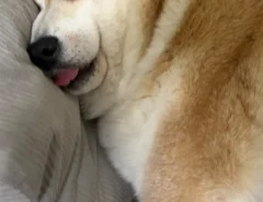 柴犬の写真