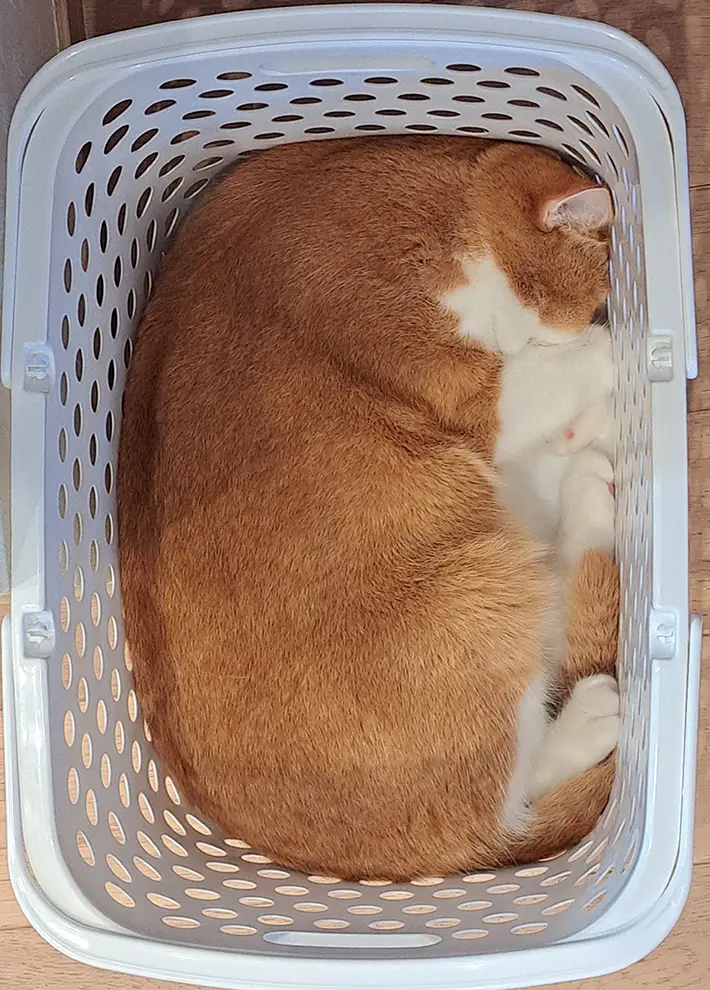 ランドリーバスケットに入る猫の写真