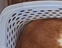 ランドリーバスケットに入る猫の写真