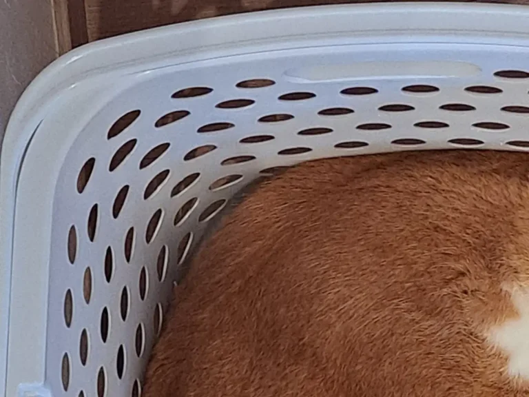 ランドリーバスケットに入る猫の写真