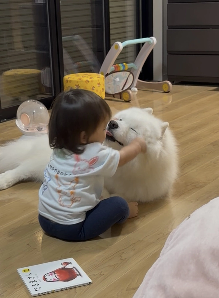 サモエドと子供が一緒に写る画像
