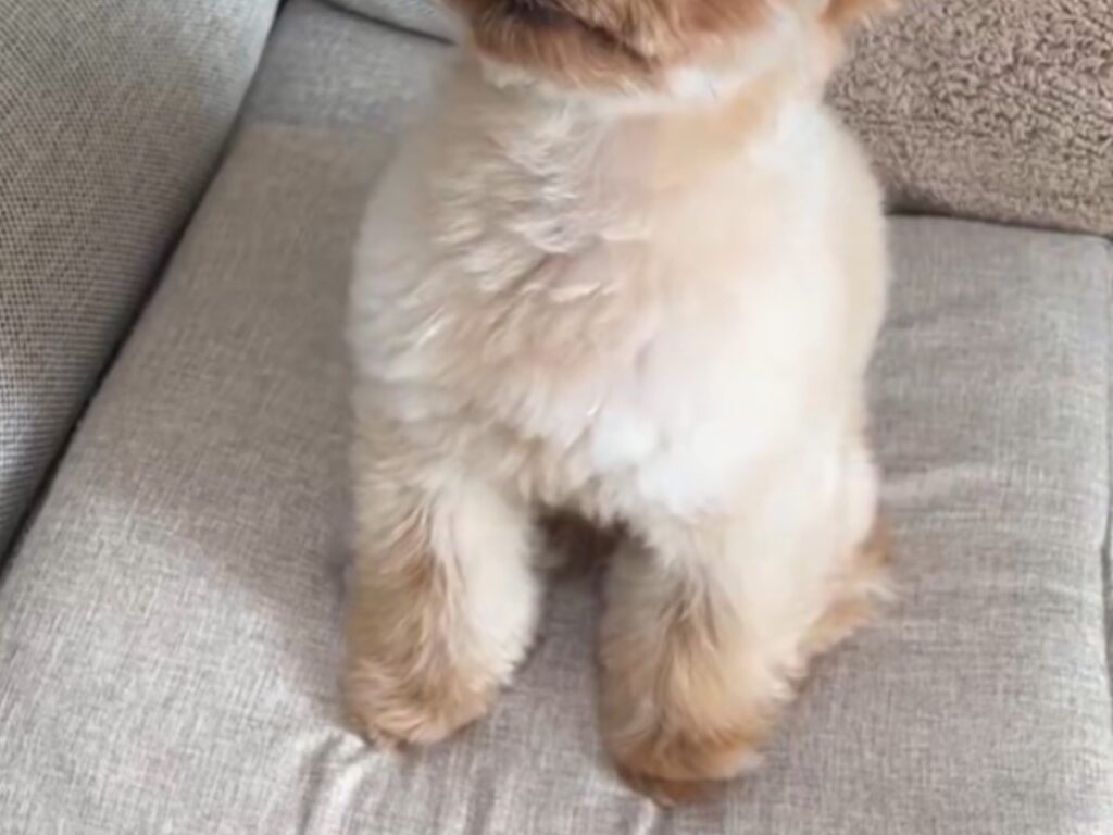 座っている犬の写真