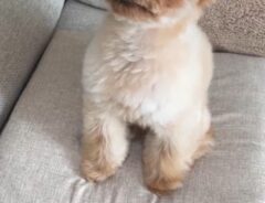 座っている犬の写真