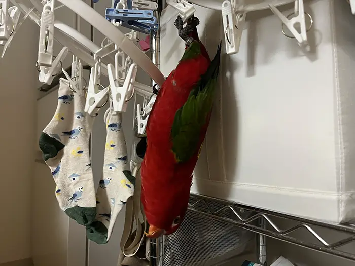 ピンチハンガーにぶら下がるインコの写真