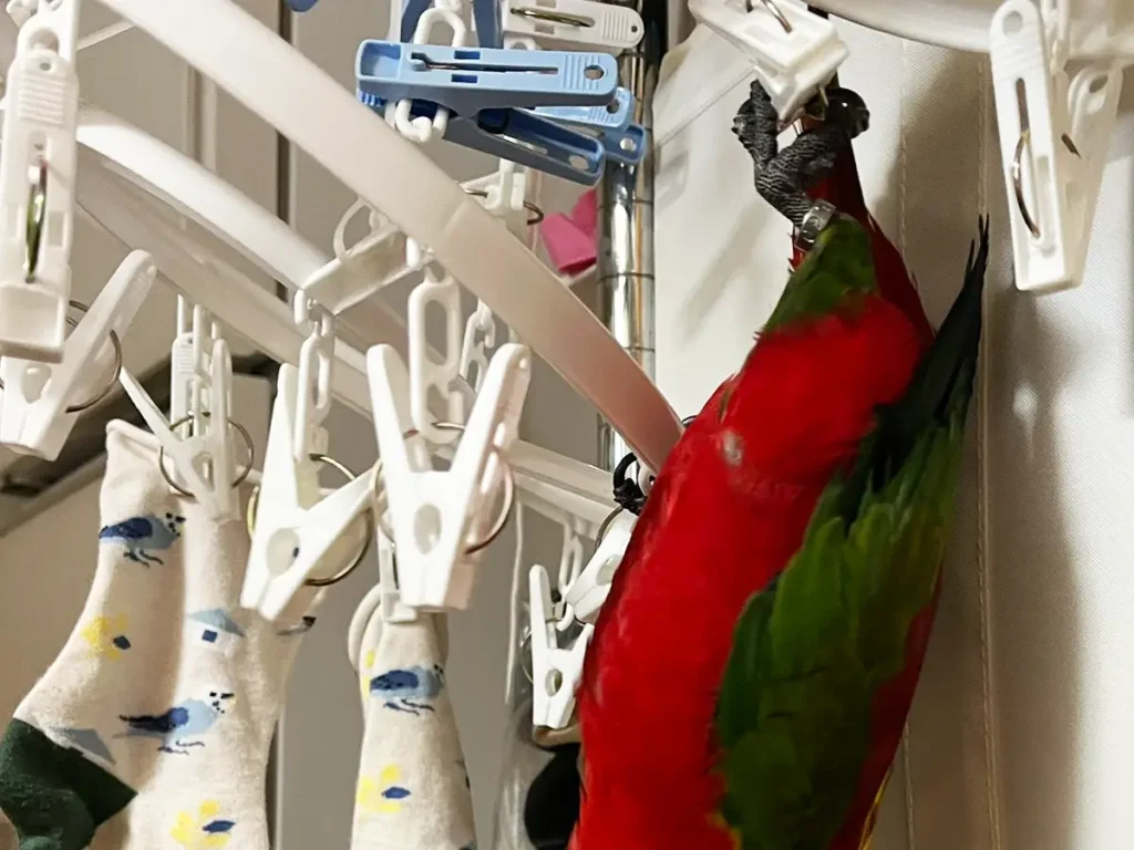 ピンチハンガーにぶら下がるインコの写真