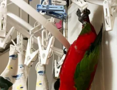 ピンチハンガーにぶら下がるインコの写真