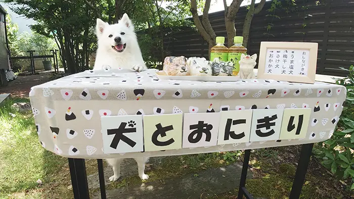 店員になりきる日本スピッツの写真