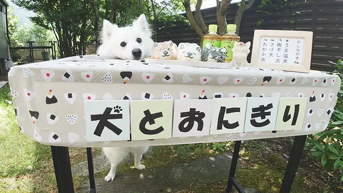 店員になりきる日本スピッツの写真