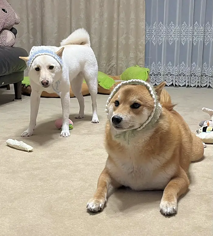 手編みのバブーシュカを被る柴犬の写真