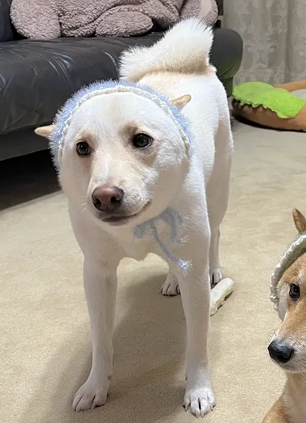 手編みのバブーシュカを被る柴犬の写真