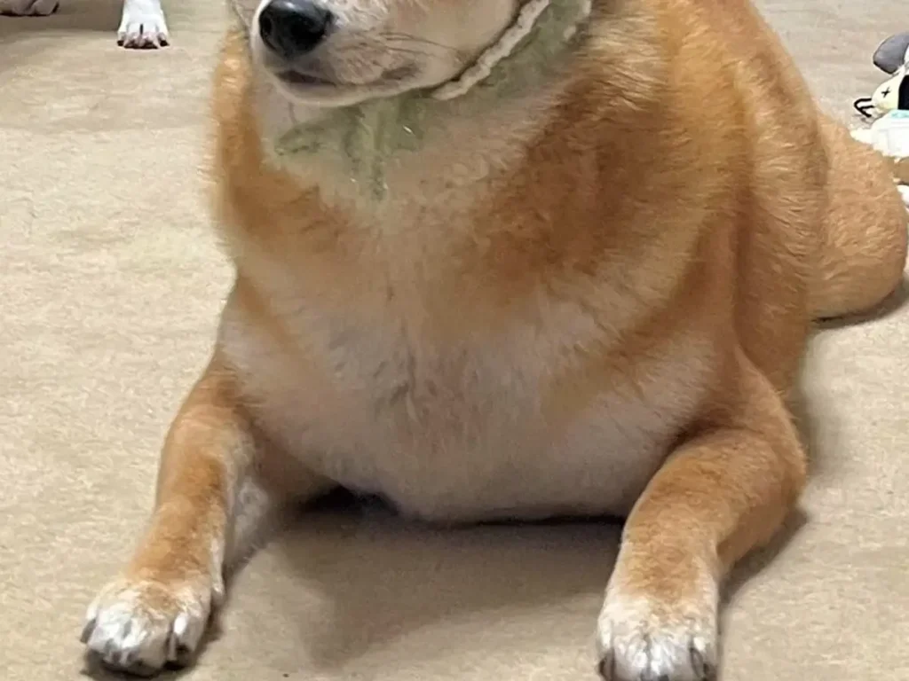 手編みのバブーシュカを被る柴犬の写真