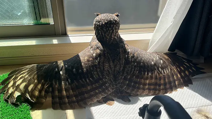 日光浴をするフクロウの写真