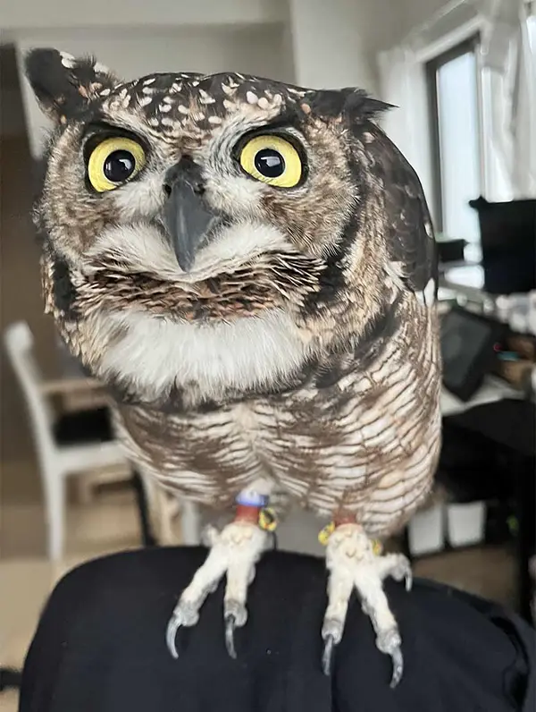 飼い主を見つめるフクロウの写真