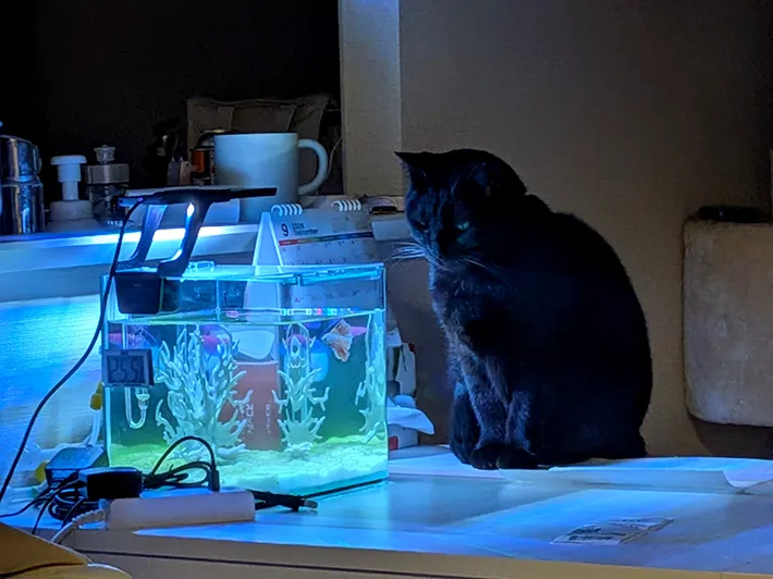 水槽を眺める猫の写真