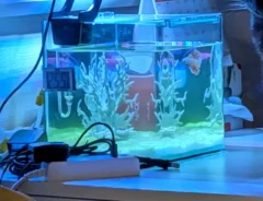水槽が写った写真
