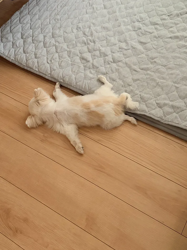 床で熟睡するチワワの写真