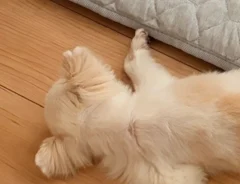 床で熟睡するチワワの写真