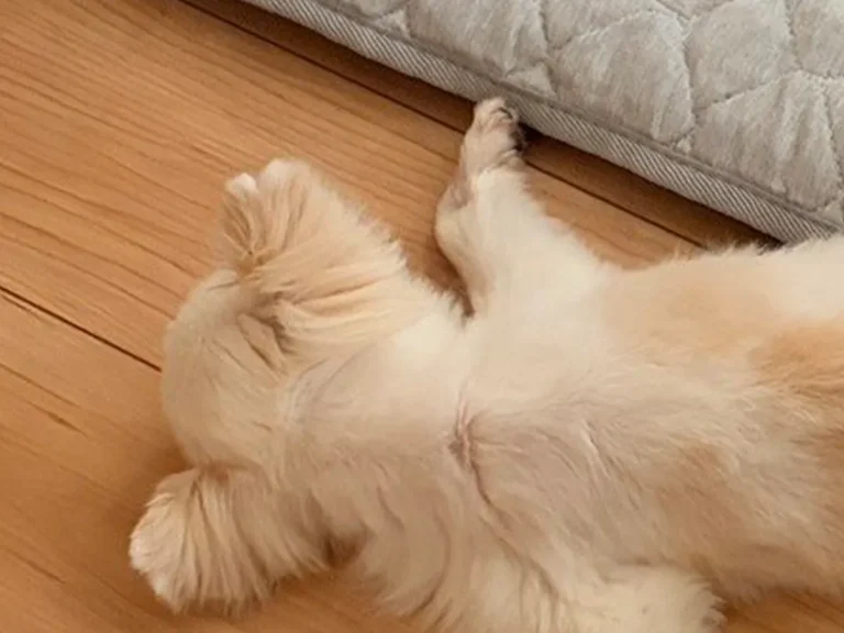 床で熟睡するチワワの写真