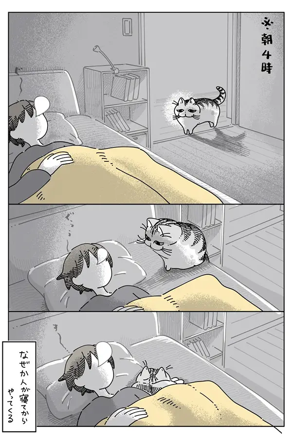 猫のキュルガの漫画