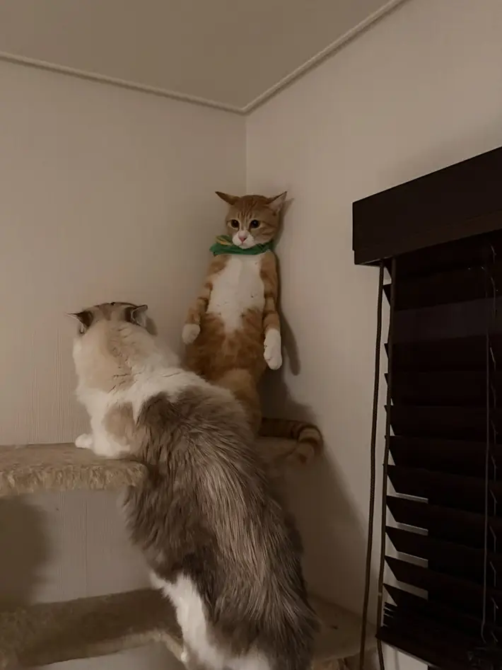2匹の猫の写真