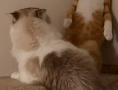 2匹の猫の写真