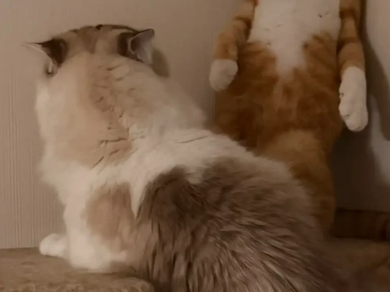 2匹の猫の写真