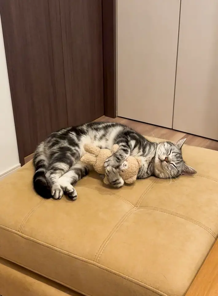猫の写真