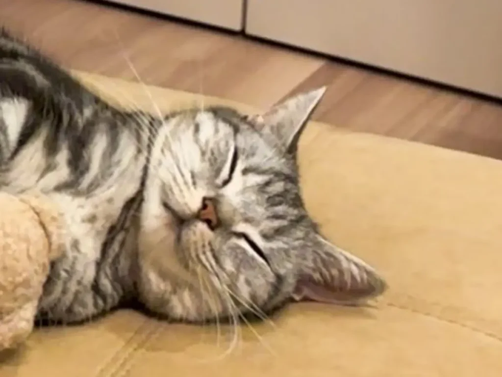 猫の写真