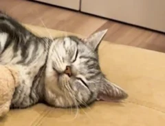 猫の写真