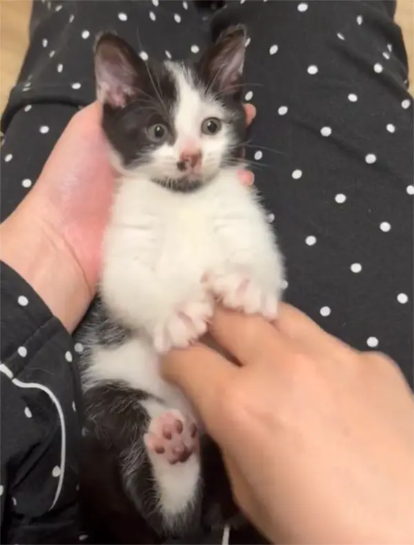 手とじゃれ合う子猫の写真