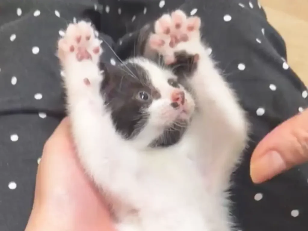 手とじゃれ合う子猫の写真