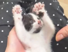 手とじゃれ合う子猫の写真