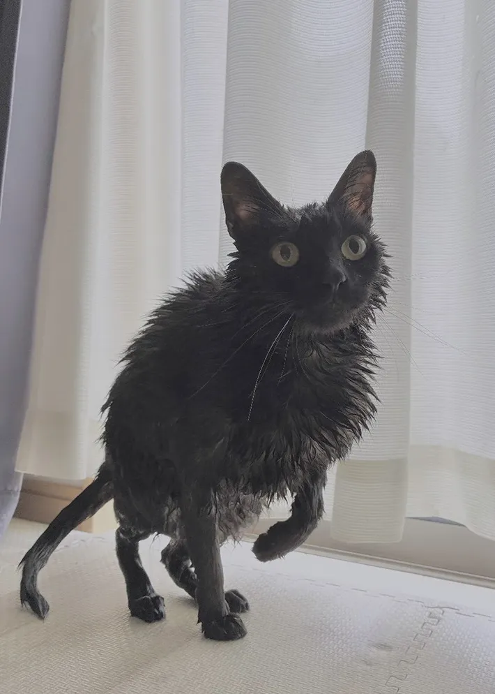 洗われた猫の写真