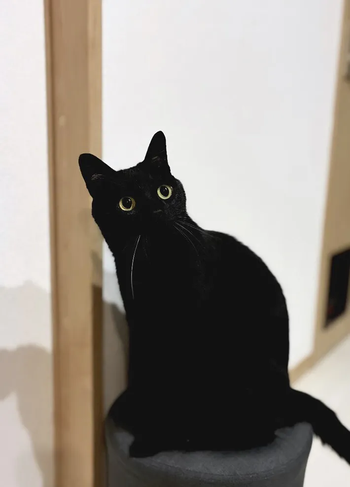 洗われ、乾いた猫の写真