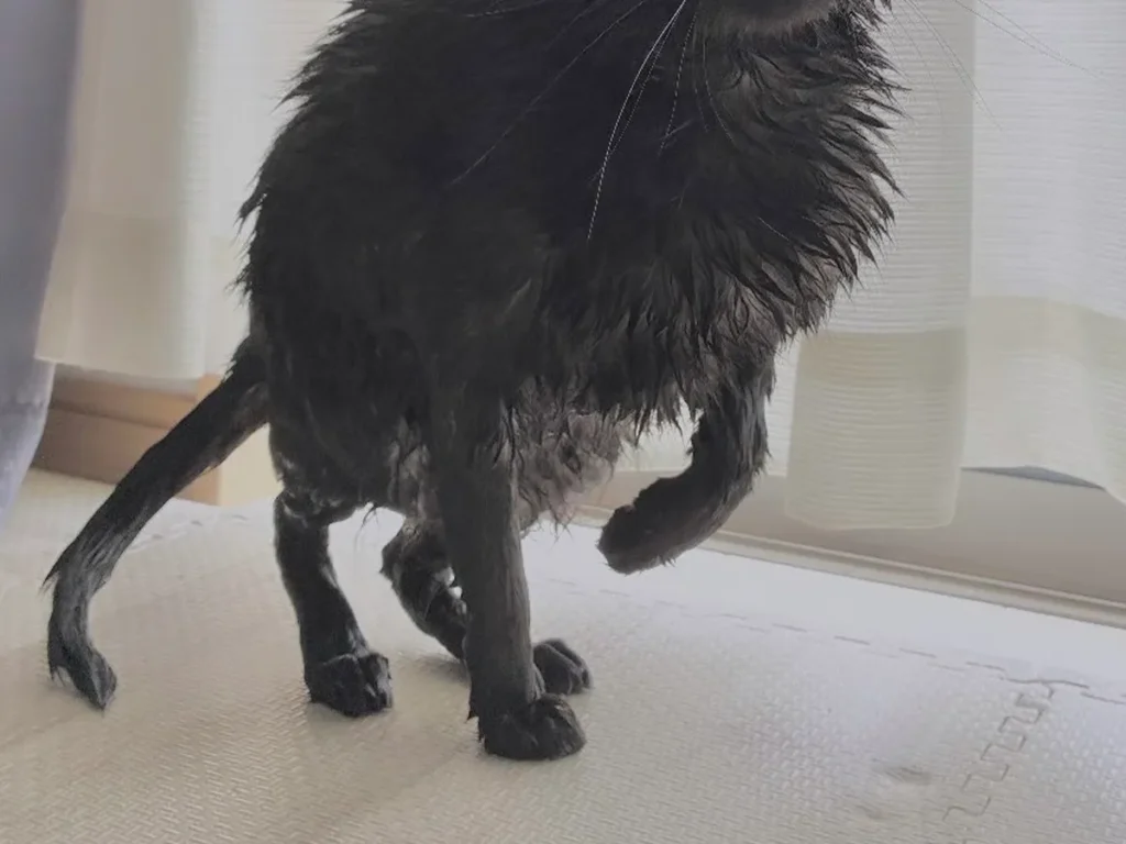 洗われた猫の写真