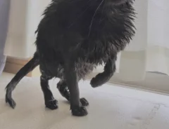 洗われた猫の写真