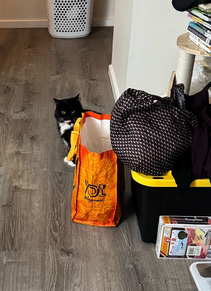 警戒心マックスで飼い主を見る猫の写真