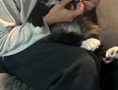 保護猫の爪を切る飼い主