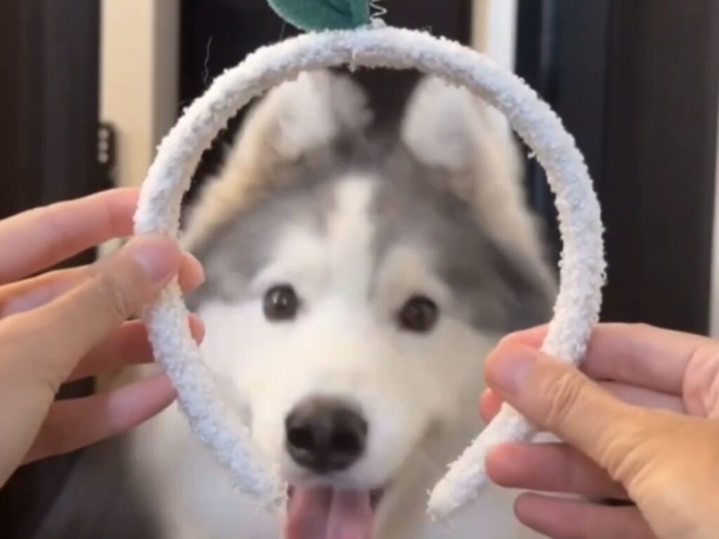 カチューシャにハマろうとするハスキーの写真