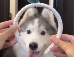 カチューシャにハマろうとするハスキーの写真