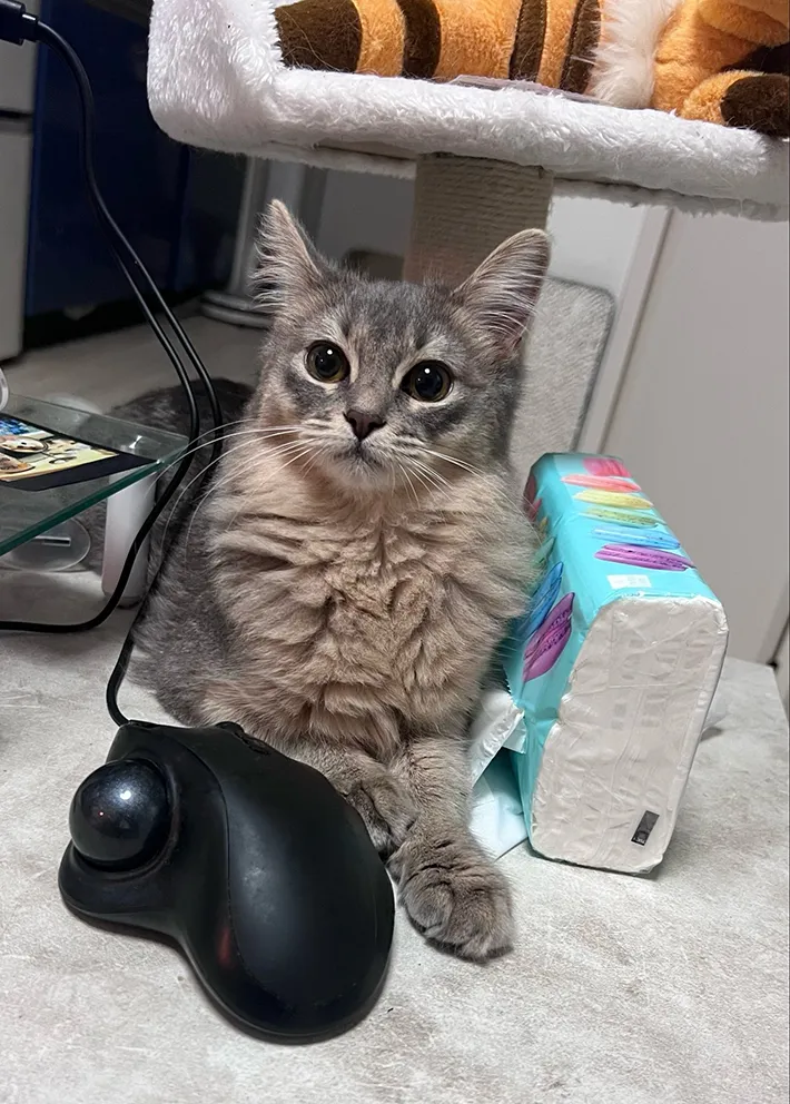 レバーを食べた猫の写真