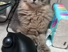 レバーを食べた猫の写真
