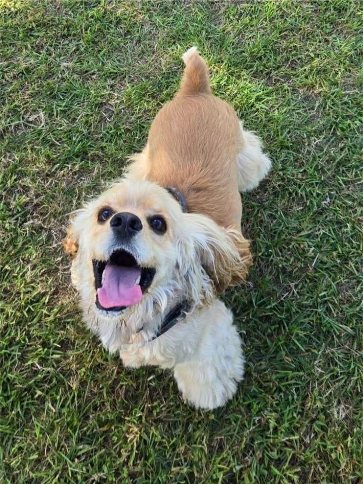 いい顔を見せる犬の写真